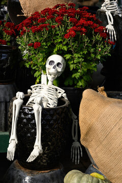Happy Halloween, plastic human skeleton in a clay plant pot with red fall blooming chrysanthemum flowers growing behind, holiday garden decorations
