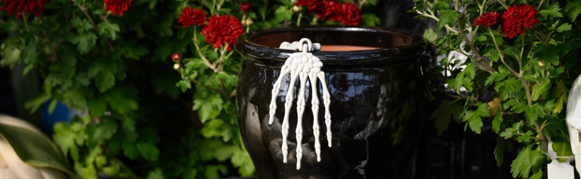 Happy Halloween, plastic skeleton hand coming out of a clay plant pot with red fall blooming chrysanthemum flowers growing behind, holiday garden decorations
