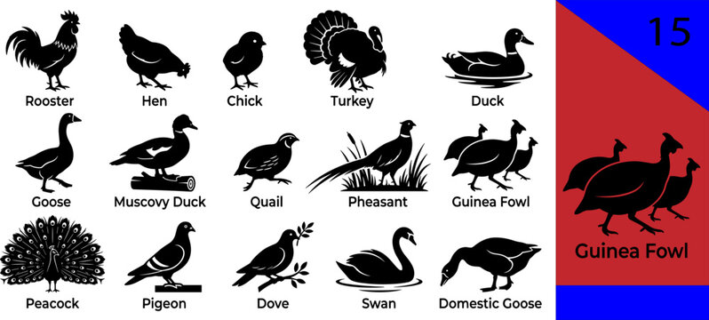 Black poultry silhouette icons set rooster hen chick turkey duck goose muscovy quail pheasant peacock pigeon dove swan editable vector