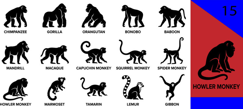 Black primate silhouette icons set chimpanzee gorilla orangutan bonobo baboon mandrill macaque capuchin howler marmoset tamarin lemur gibbon editable vector