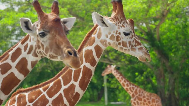 A giraffe eats green leaves from a human hand. Close-up of an animal's head. Animal feeding process, human-animal interaction, and wildlife observation.