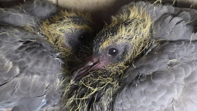 Pigeon Chicks Peering From Nesting Shelter