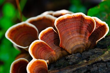 Turkey tail mushrooms on an old fallen log © Darren Koobs