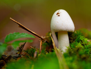 A tiny fly on a white mushroom surrounded by moss and leaves © Darren Koobs