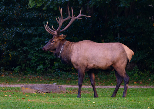 Bull elk with large antlers at Mingus Mill, Great Smoky Mountains, North Carolina