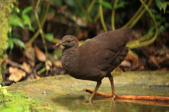 Cinereous tinamou (Crypturellus cinereus), also known as brushland tinamou, is a type of ground bird found in swamp and lowland forests in northern South America.  This photo was taken in North Peru.