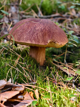 King bolete cep mushroom Boletus pinophilus or Boletus edulis var. pinicola also known as penny bun growing in forest.