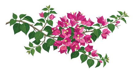 Fototapeta premium Bougainvillea branch with vibrant magenta flowers and glossy green leaves