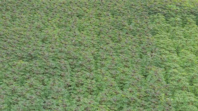 Aerial View of Green Cassava Field in Thailand