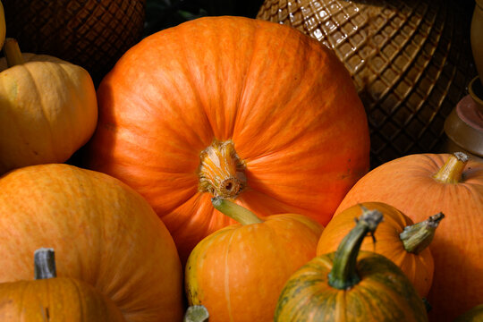 Closeup of large orange pumpkin surrounded by smaller pumpkins, fall decorative background, celebrate autumn, Halloween, and Thanksgiving
