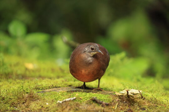 The little tinamou (Crypturellus soui nigriceps) is a species of tinamou. This photo was taken in North Peru.
