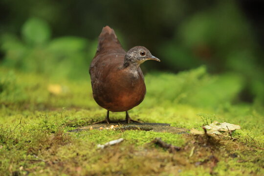 The little tinamou (Crypturellus soui nigriceps) is a species of tinamou. This photo was taken in North Peru.