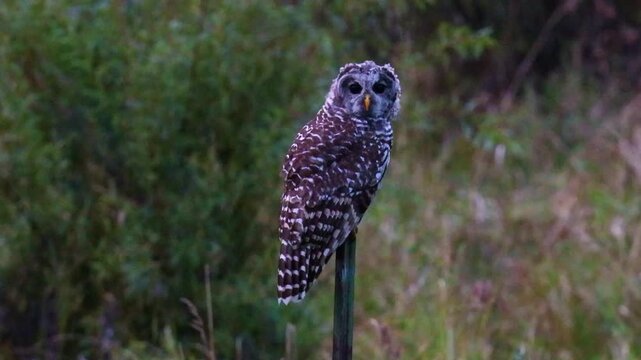 Juvenile barred owl turns head while perched on fence post