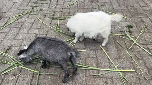 Cute white and gray pygmy goat kids nibbling fresh grass stalks scattered across a brick-paved floor, with fluffy fur and playful movement at a petting farm.