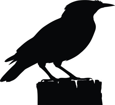 Dark common myna bird silhouette standing on a weathered fence post profile view isolated on white background vector outline graphic design