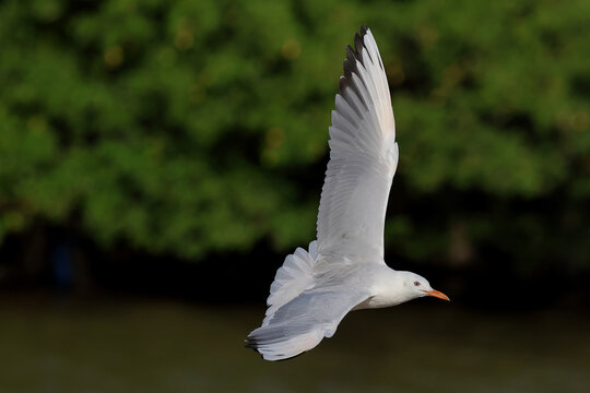 A seagull was soaring in the breeze near the seashore in the evening.