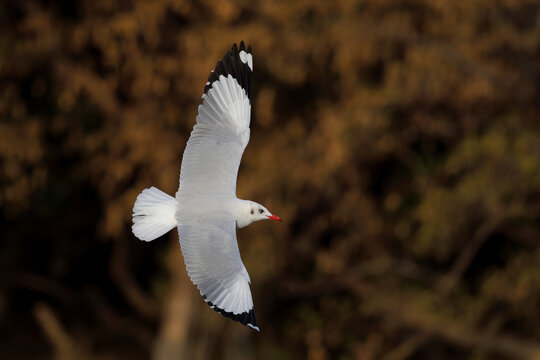 A seagull was soaring in the breeze near the seashore in the evening.