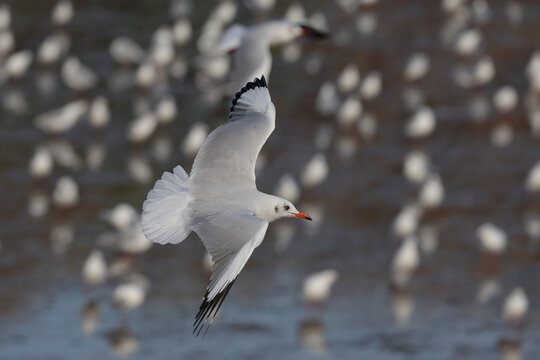 A seagull was soaring in the breeze near the seashore in the evening.