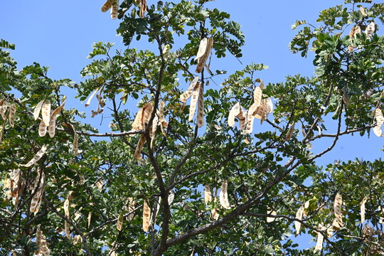 Albizia lebbeck tree with seed pods. Its Common name is shirisha tree, siris,&nbsp;Indian siris,&nbsp;East Indian walnut,&nbsp;Broome raintree,&nbsp;lebbeck,&nbsp;lebbek tree,&nbsp;frywood, flea tree and&nbsp;woman's tongue tree.