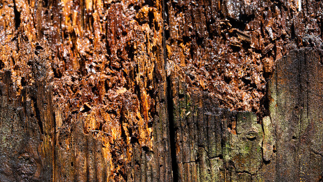 Weathered wood repair for termite damage. Wood repair after timber deterioration. Wood repair for damaged timber. Splintered wood repair after pest control.