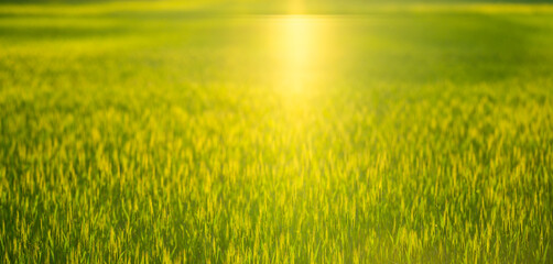 Obraz premium Field background shows growing green crop. Golden field landscape glows with sunlight. Field agriculture supports sustainable farming concept. Field scenery feels soft and scenic.