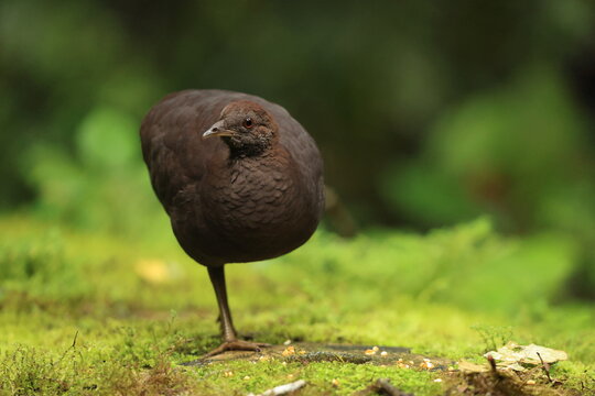 Cinereous tinamou (Crypturellus cinereus), also known as brushland tinamou, is a type of ground bird found in swamp and lowland forests in northern South America.  This photo was taken in North Peru.