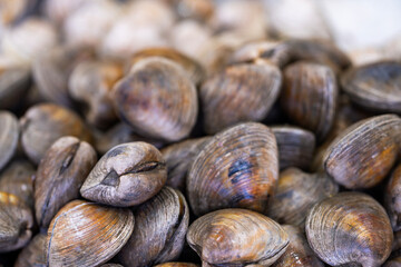 Clams seafood pile. Clams shell texture. Raw clams closeup. Fresh clams harvest. © Volodymyr