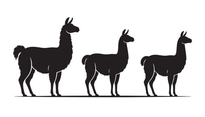 Fototapeta premium black color silhouette set of three llama vector illustration, solid white background