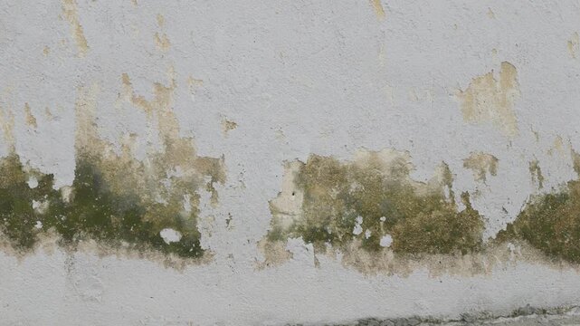 Close-up of an aged white plaster wall with peeling paint, moisture damage, and dark green mold or mildew stains. 