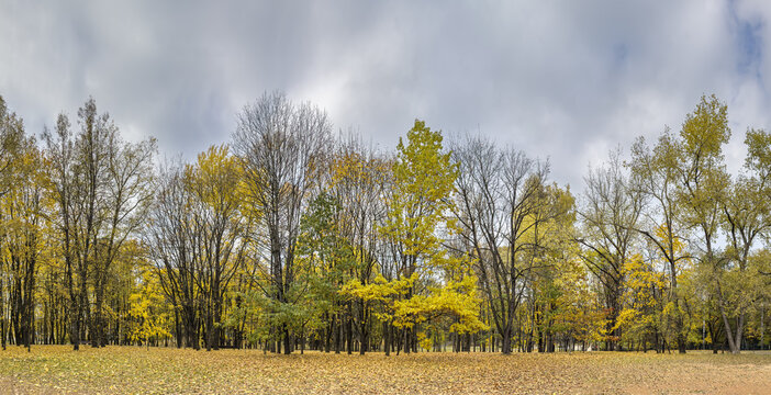 colorful park trees in autumn colors under overcast sky. fall season. panoramic landscape.