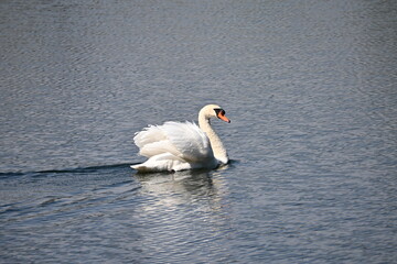swan on the lake © zoezhhh
