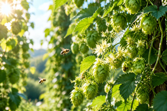 Sunlight filtering through lush green hop bines with delicate flowers and bees.
