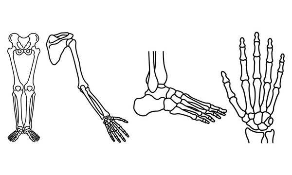 Human skeletal anatomy parts set of arm leg foot and hand vector CAD drawing medical illustration