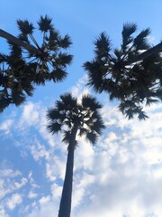 palm trees against blue sky © Fathoroni