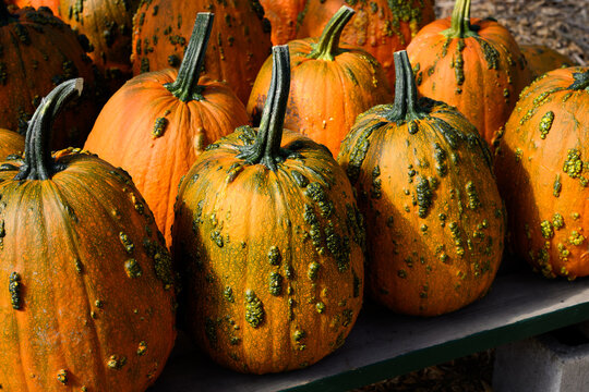 Creepy orange and green Knucklehead warty pumpkins outside on a table for sale on sunny fall day, fall decorative background, celebrate autumn, Halloween, and Thanksgiving
