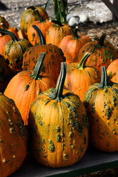 Creepy orange and green Knucklehead warty pumpkins outside on a table for sale on sunny fall day, fall decorative background, celebrate autumn, Halloween, and Thanksgiving
