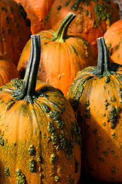 Creepy orange and green Knucklehead warty pumpkins outside on a table for sale on sunny fall day, fall decorative background, celebrate autumn, Halloween, and Thanksgiving
