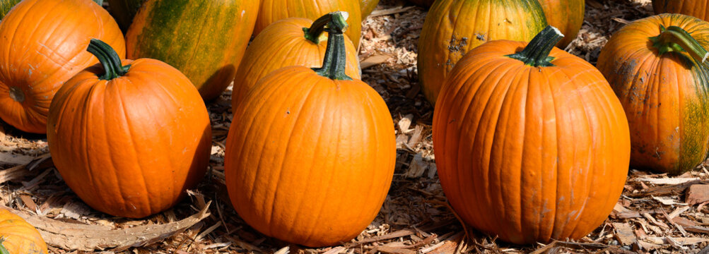 Row of orange carving pumpkins lined up outside for sale on sunny fall day, fall decorative background, celebrate autumn, Halloween, and Thanksgiving.

