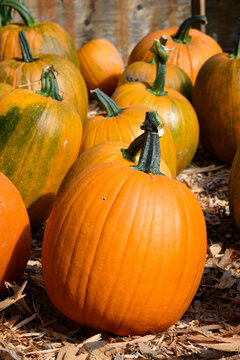 Row of orange carving pumpkins lined up outside for sale on sunny fall day, fall decorative background, celebrate autumn, Halloween, and Thanksgiving.
