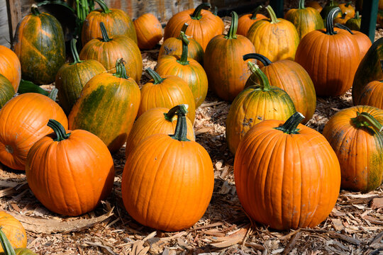 Row of orange carving pumpkins lined up outside for sale on sunny fall day, fall decorative background, celebrate autumn, Halloween, and Thanksgiving.
