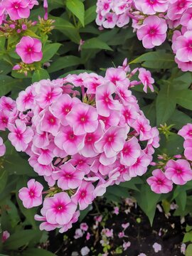 Bright phlox flowers against a background of green leaves.