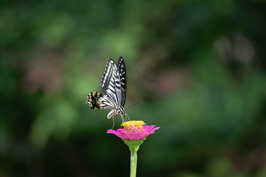 花の蜜を吸うアゲハチョウ