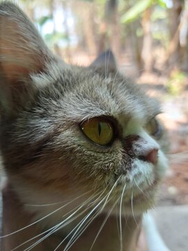 Close up side view portrait of cute round face cat looking up