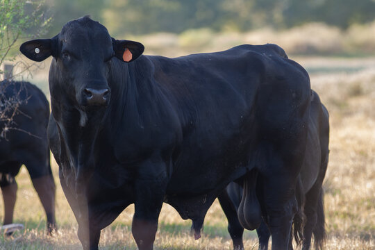 Brangus Bull Portrait 