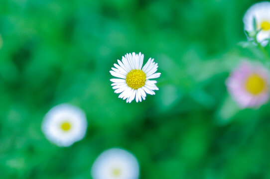 daisy, Daisy Fleabane or Erigeron annuus or Erigeron karvinskianus or Latin American fleabane or Mexican Fleabane or common daisy or white flower