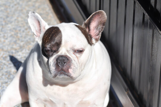 dog or french bulldog, unaware French bulldog