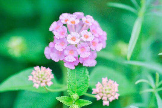 Lantana camara L, Cloth of gold or Hedge flower or Lantana or Weeping lantana or White sage or VERBENACEAE or pink flower