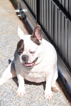 dog or french bulldog, unaware French bulldog