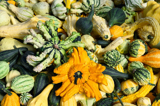 Pile of colorful gourds, winter squash, outside for sale on sunny fall day, fall decorative background, celebrate autumn, Halloween, and Thanksgiving
