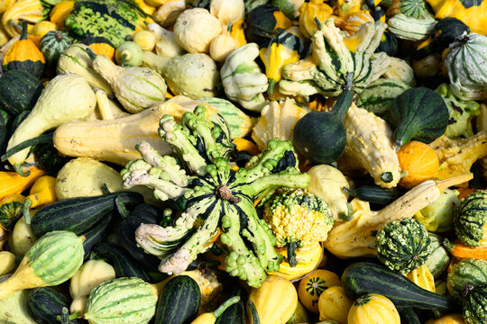 Pile of colorful gourds, winter squash, outside for sale on sunny fall day, fall decorative background, celebrate autumn, Halloween, and Thanksgiving
